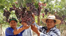 Exportaciones de 3 regiones peruanas crecieron por encima del 100% en 2025: ¿cuáles fueron los principales productos?