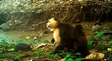 Científicos observan en América Latina que unos monos han comenzado a secuestrar a las crías de otras especies para llevarlas como adornos