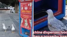 Gaviotas aprenden a maullar como gatos para que dispensador les dé comida: "Ser bilingüe te abre puertas"