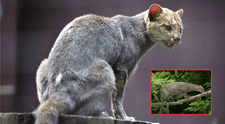 Un felino depredador que se pensaba extinto reaparece en su hábitat natural después de 40 años
