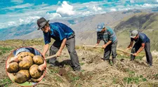 La importancia de la papa peruana como pilar cultural y agrícola frente al cambio climático
