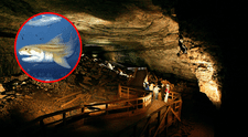 Dos nuevas especies marinas de hace 325 millones de años son descubiertas dentro de la cueva más grande del mundo