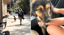 Una mochilera británica salvó la vida de un perro en Perú después de recaudar más de US$20.000: ''Vi cómo lo pisoteaban''