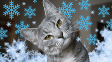 Cómo mantener a tu gato cálido y sano en invierno: claves de expertos contra el frío nocturno
