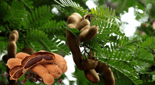 El fruto tropical que ayuda a mejorar la digestión y a reducir el colesterol naturalmente