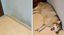 Joven explica la emotiva razón por la que no borra algunas manchas de su pared: "Son recuerdos"
