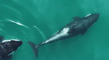 Científicos graban por primera a un grupo de orcas usando una herramienta para sus rutinas de belleza