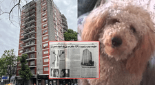 El perro caniche que cayó del piso 13 de un edificio en Argentina y provocó la muerte de tres personas