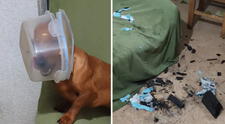Mascota causa desastre en su casa y termina con un táper en la cabeza: “Lista para ir a la Luna”