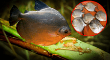 Científicos descubren un nuevo parásito que está atacando a unos peces muy consumidos en Perú
