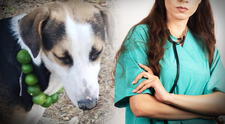 Veterinaria desmiente mito y revela el tratamiento efectivo para enfermedades de perros y gatos: "El limón no sirve"