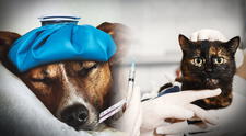 Veterinaria advierte sobre enfermedades en nuestras mascotas durante el invierno: "Es como una influenza"