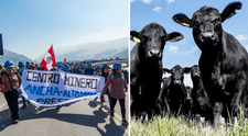 Bloqueo de mineros en Ocoña provoca muerte de reses por falta de agua y alimento