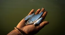 Científicos confirman que los peces sufren de dolor intenso hasta 24 minutos después de ser capturados