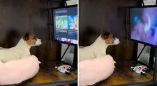 Perrito se entretiene en su mini sala de cine y causa ternura en redes sociales: “Le falta su canchita”