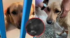 Sujeto ataca brutalmente a un perrito en Chimbote frente a vecinos: cámaras captaron el momento