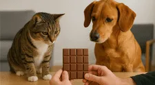 ¿Qué pasa si le doy chocolate a mi mascota? Veterinario aclara si es correcto dar dulces a mi gato, perro y otros animales domésticos