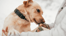Científicos confirman que los perros pueden oler el Parkinson antes que aparezcan los síntomas y con 98% de precisión