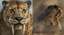 ¿El ser humano extinguió al tigre diente de sable? Científicos de Brasil descubren la verdadera causa de su desaparición
