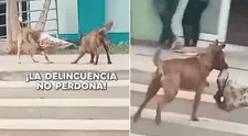 Perrito fue captado robando la ropa de otro can y usuarios bromean: "Huyó como un verdadero criminal"