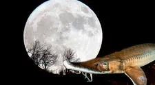 ¿Cuándo es la luna llena de agosto 2025 en Perú? Fecha, hora y qué significa la 'Luna de esturión'