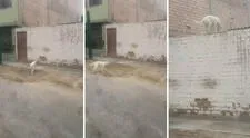 Perrito trepa pared de su casa al ver que nadie le abre la puerta: "En su vida anterior fue gato"