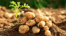 Científicos descubren el origen de la papa moderna: un cruce con el tomate hace 9 millones de años