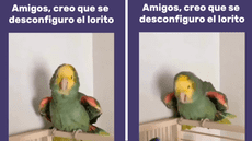 Loro deja en shock a usuarios por actuar como un perro: "Falla de la matrix"