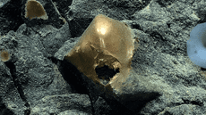 Científicos encuentran un misterioso 'huevo dorado' en el fondo del mar de Alaska