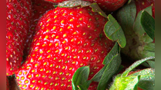 ¿Sabías que los puntos de las fresas no son semillas? Conoce para qué sirven