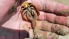 Camarones dinosaurio despertaron en el desierto de Nevada tras inundación