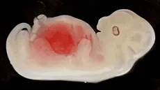 Científicos crean un órgano humano dentro del cuerpo de un animal por primera vez