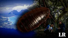 La gran "cucaracha de roca" que se creía extinta reaparece tras 90 años en una isla de Australia