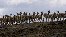 Loro Piana cobra $9000 por chompa de vicuña y comuneros peruanos trasquilan la lana voluntariamente
