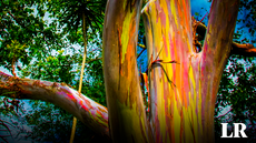 El ÚNICO eucalipto 'arcoíris' del mundo florece en la selva: su tronco luce como un lápiz de color