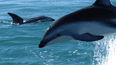 Delfín que nada en mares de Sudamérica está en peligro por la pesca artesanal en el Perú
