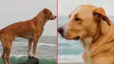 Del abandono a estrella en 'Vaguito': la emotiva historia del perro que brilla en la película