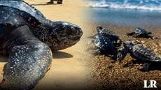 La tortuga marina más grande del mundo está en Sudamérica: única especie con un caparazón suave