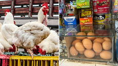Precio del pollo baja, pero aumenta el costo del huevo: ¿cuánto está el kilo?
