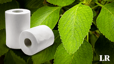 La planta usada como alternativa al papel higiénico en Estados Unidos y África: "Suaves y huelen a menta"