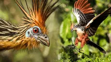 La extraña ave que solo existe en Sudamérica: los polluelos tienen garras en sus alas