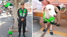 Policía de Perú adopta a perrito abandonado y usuarios los trolean con peculiar nombre: Coimita