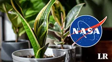 La ‘lengua de suegra’ y otras plantas para purificar el aire catalogadas por la NASA