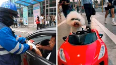 Perrito en auto se vuelve viral en redes por ser 'intervenido' por fiscalizador de la ATU