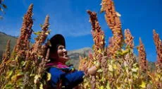 Perú anuncia el más grande plan de irrigación de su historia: 120.000 ha de andenes en la sierra