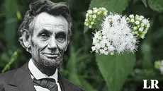 La planta que mató a la mamá del presidente Abraham Lincoln tras beber leche: es nativa de Estados Unidos
