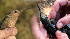 Descubren a la especie de colibrí más grande del mundo en los Andes de Sudamérica