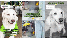 Perrito callejero ‘asalta’ a mascota de tienda, se lleva su ropa y usuarios bromean: “Ni Firulais perdona”