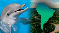 Los mejores destinos del mundo para el avistamiento de delfines: uno está en Sudamérica