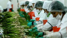 Agroindustria rompió récords de empleo: 383.384 puestos creados en el primer trimestre